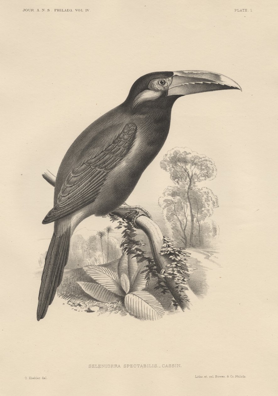 Selenidera Spectabilis, litografia di Bowen und Co., 1850 da Otto Koehler