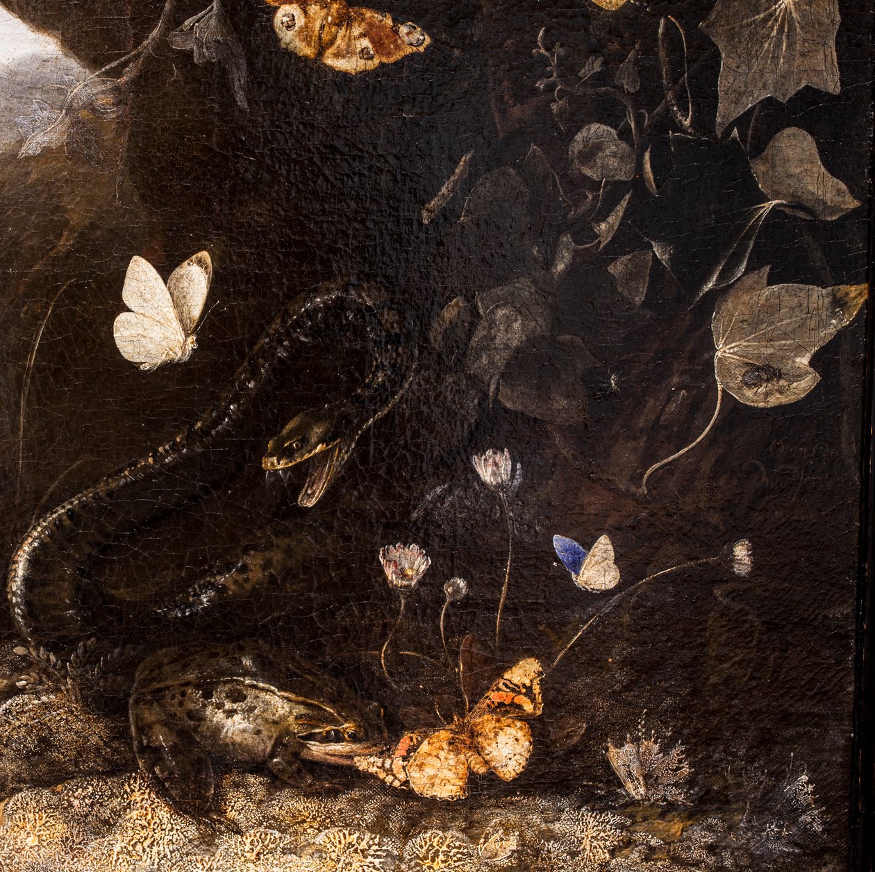 Serpenti, rospi e farfalle da Otto Marseus van Schrieck