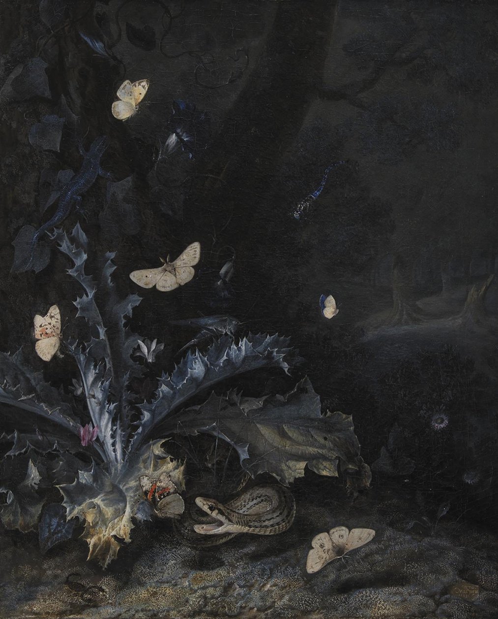 Natura morta con cardo e serpente da Otto Marseus  van Schrieck