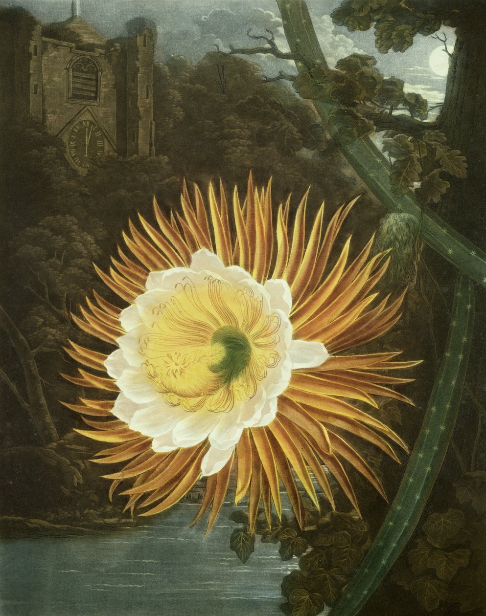 Il Cereus Notturno o Cactus Notturno, inciso da Dunkarton, da 