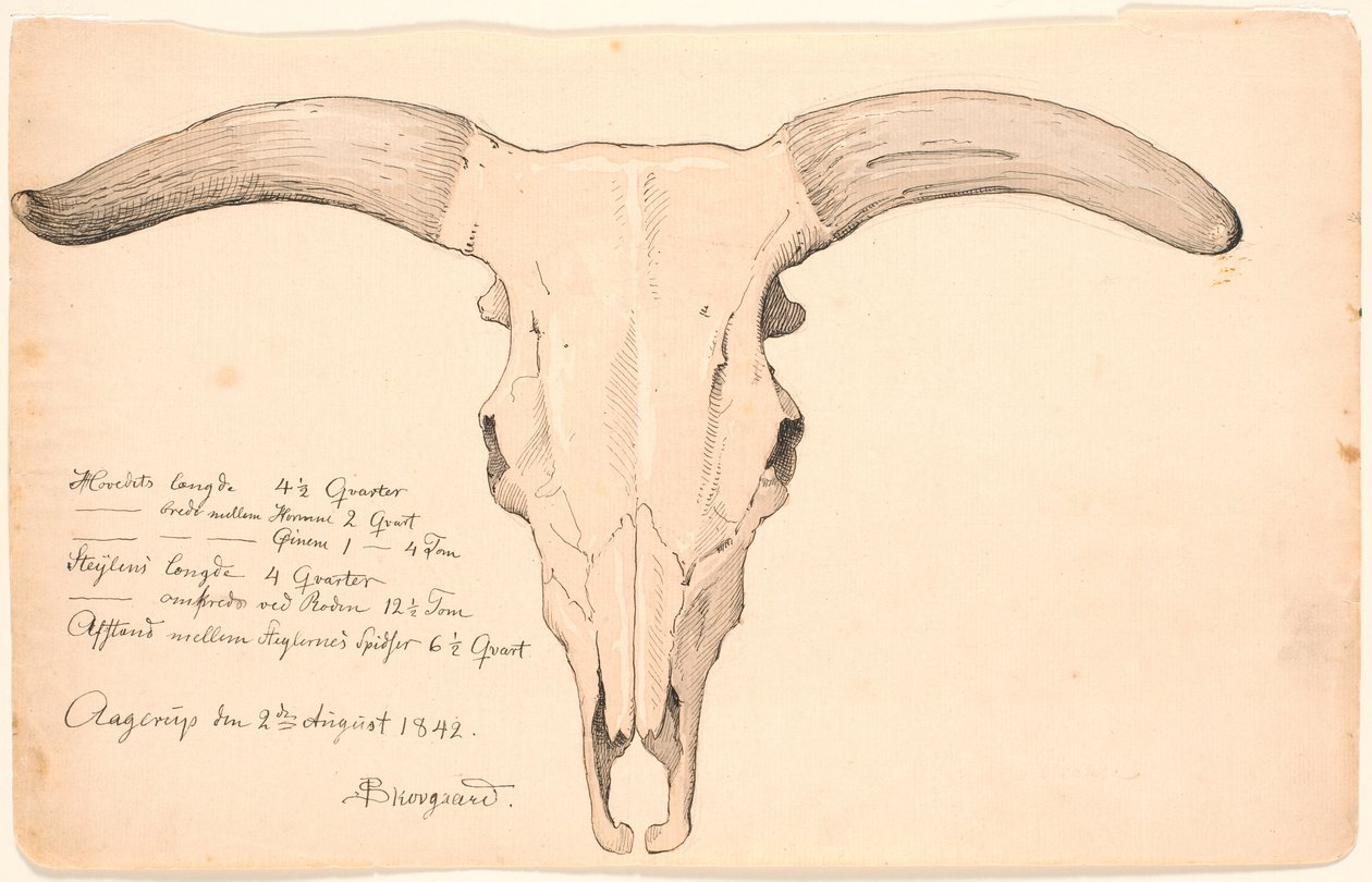 Cranio di una mucca da P.C. Skovgaard