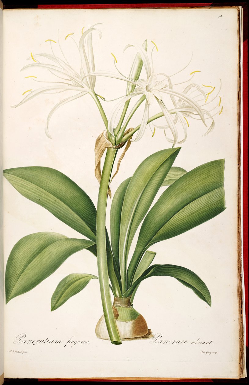 Hymenocallis fragrans da Pierre Joseph Redouté
