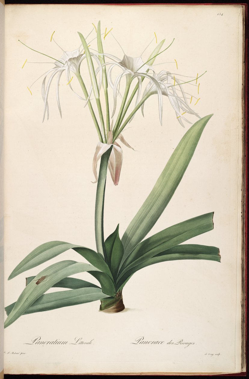 Hymenocallis littoralis da Pierre Joseph Redouté