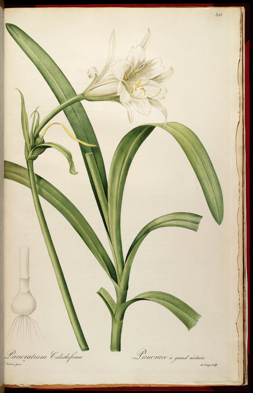 Ismene narcissiflora da Pierre Joseph Redouté