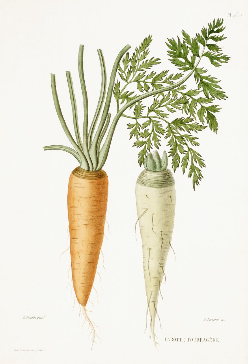 Carott, 1857 da P Naudin