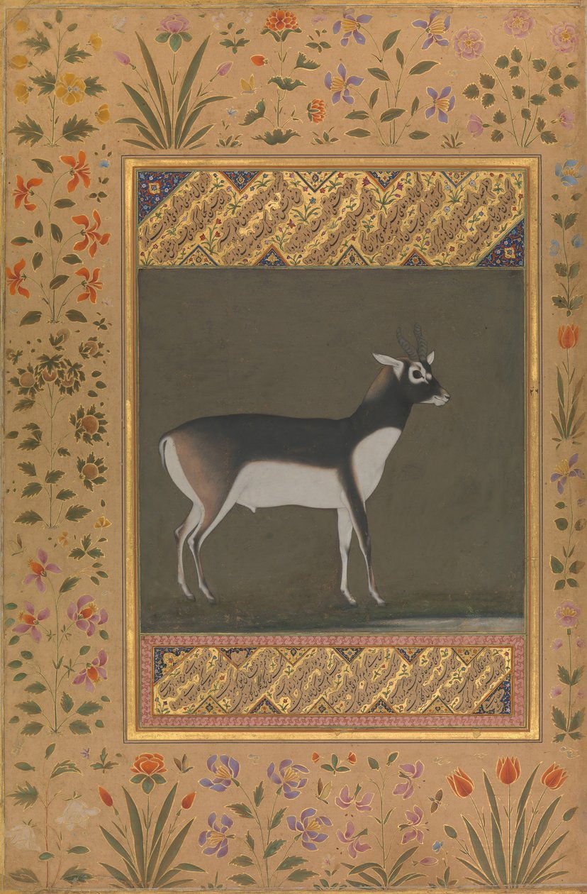 Cervo nero, Folio dall