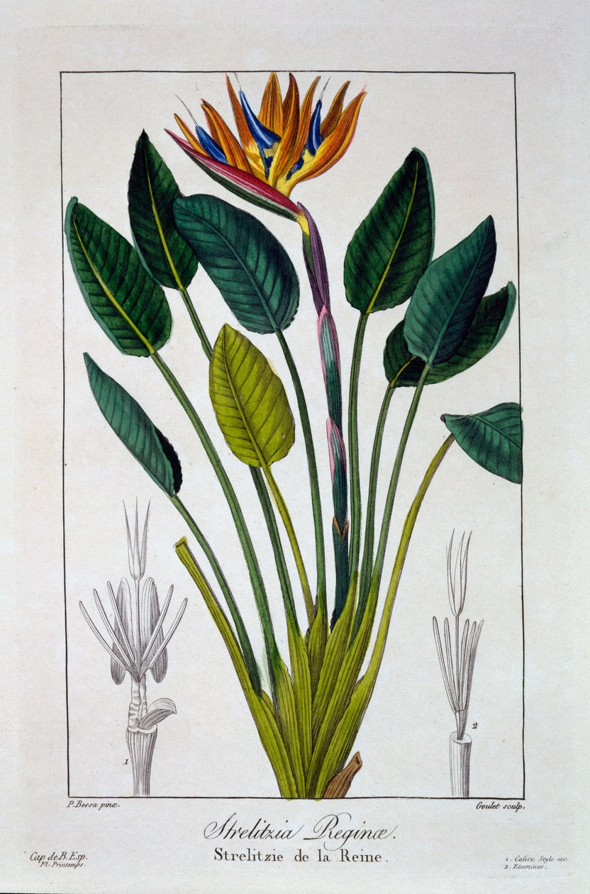 Uccello del paradiso o fiore della gru da Panacre Bessa