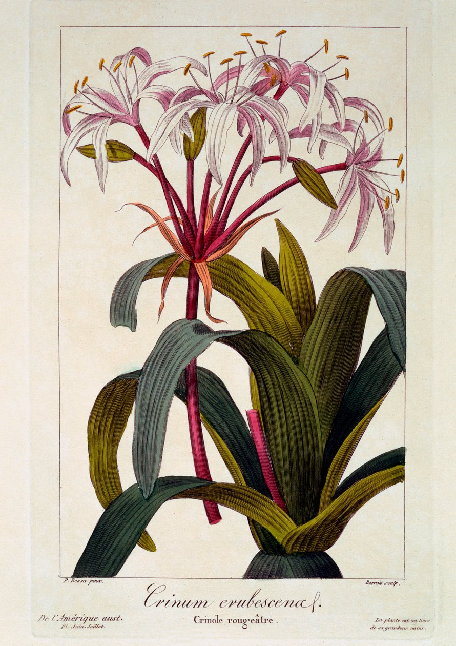 Crinum erubescens da Panacre Bessa