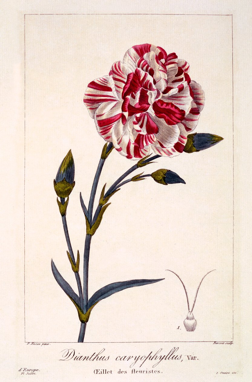 Dianthus caryophyllus da Panacre Bessa