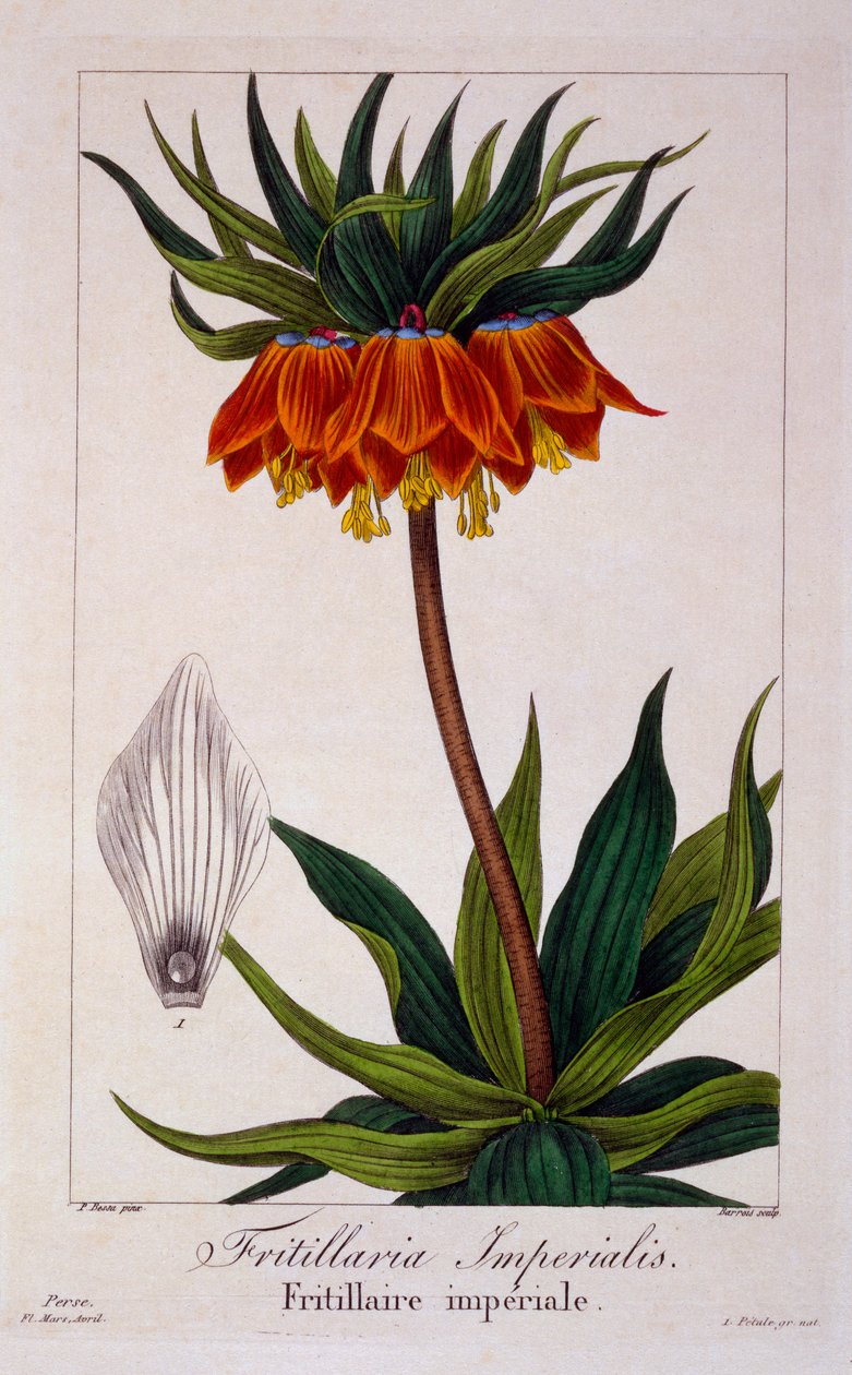 Fritillaria imperialis, pub. 1836 da Panacre Bessa