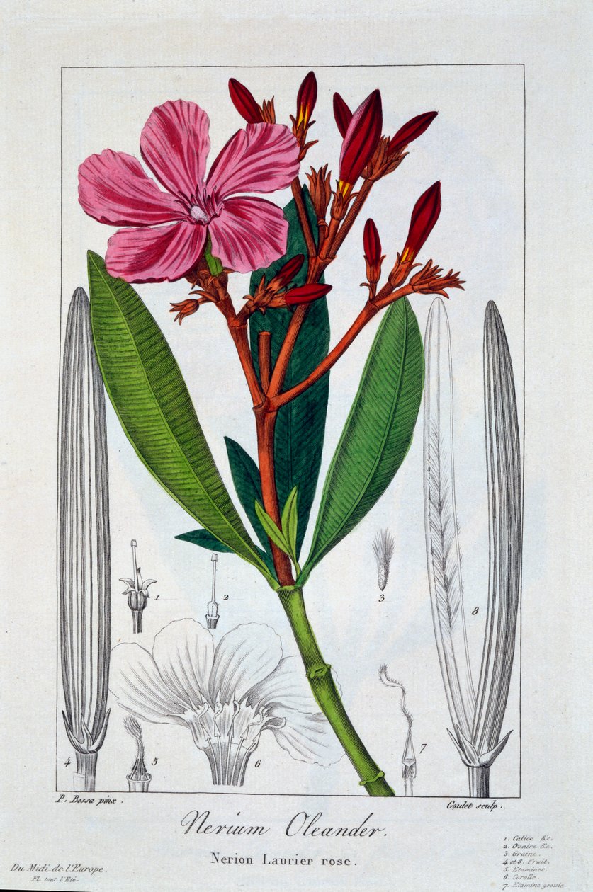 Nerium Oleander da Panacre Bessa