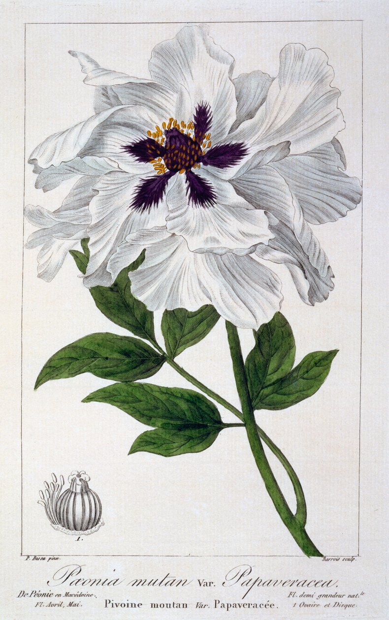 Peaeonia Suffruticosa da Panacre Bessa