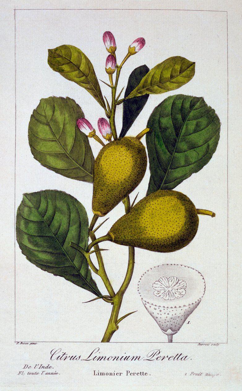 Peretta Limone, pub. 1836 da Panacre Bessa