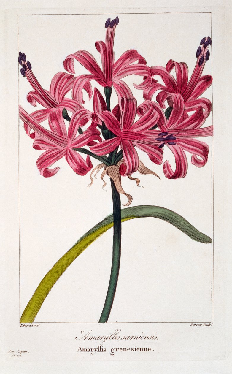 Amaryllis sarniensis, 1836 da Pancrace Bessa