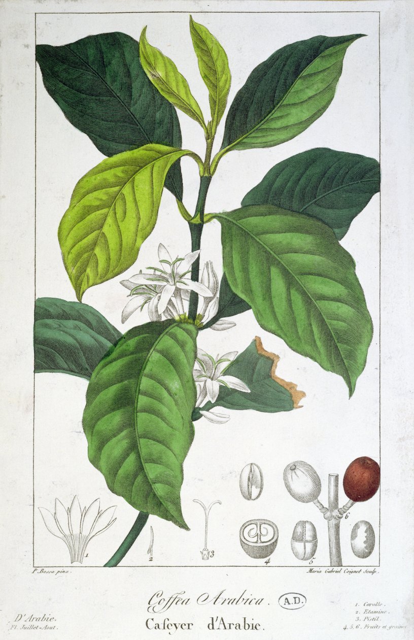 Coffea Arabica (Caffè) inciso da Maria Gabriel Cogniet da Pancrace Bessa