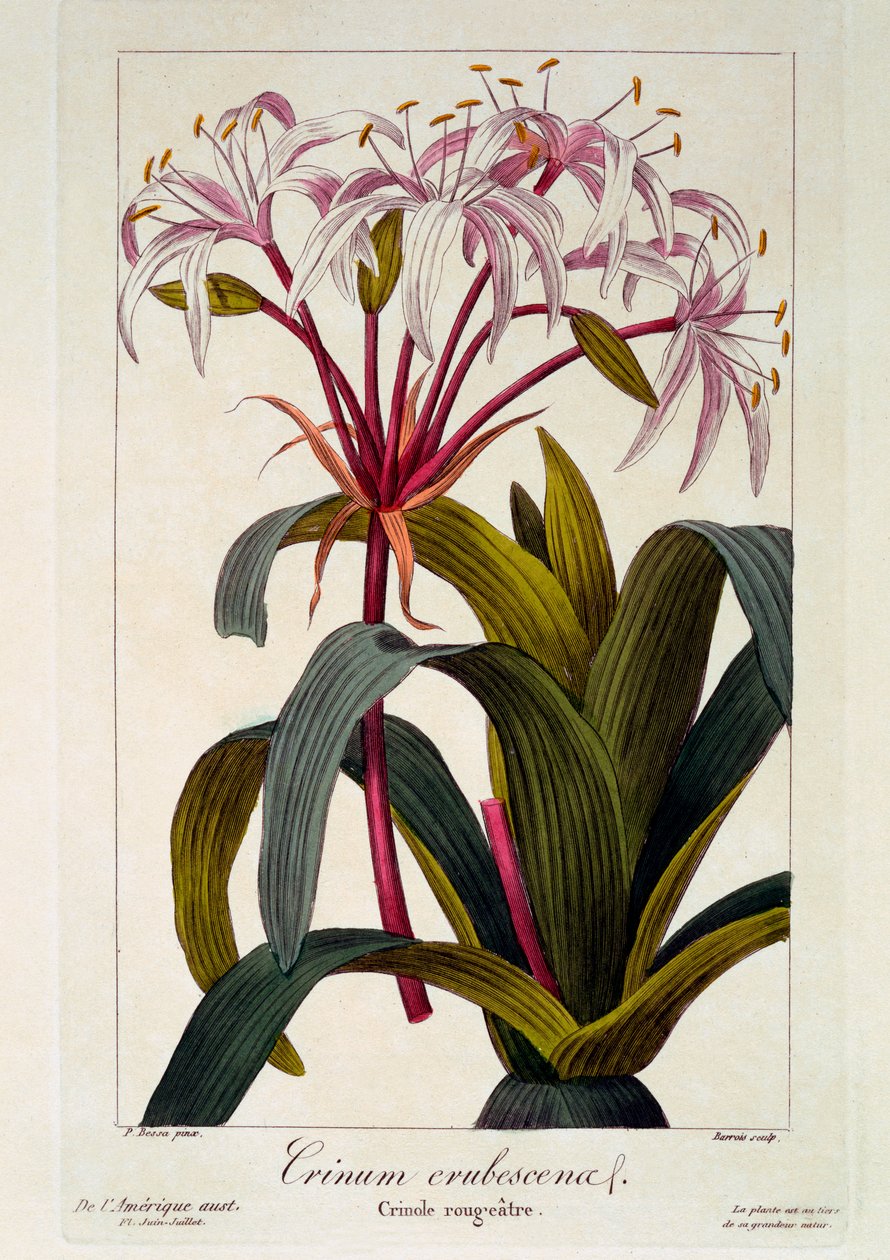 Crinum erubescens, 1836 da Pancrace Bessa
