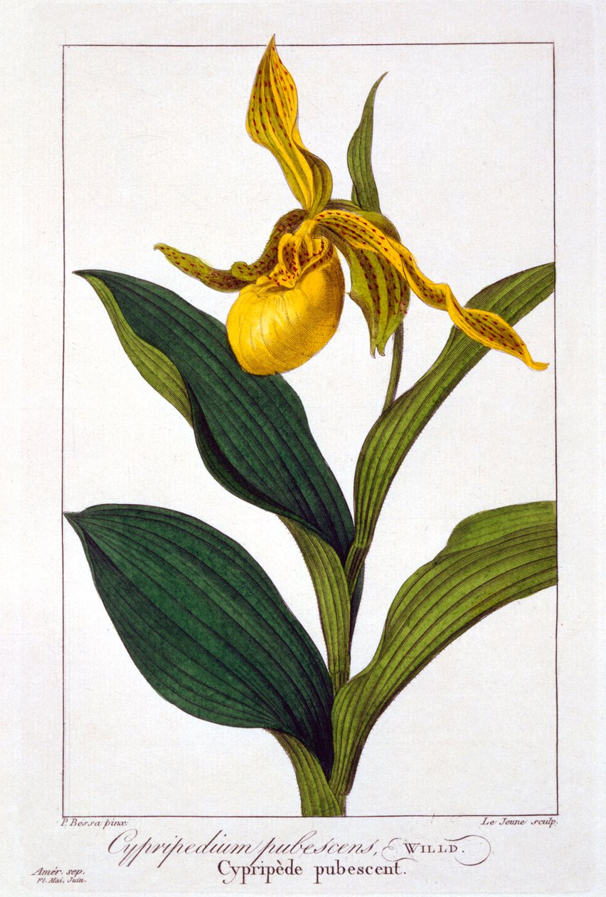 Cypripedium, 1836 da Pancrace Bessa
