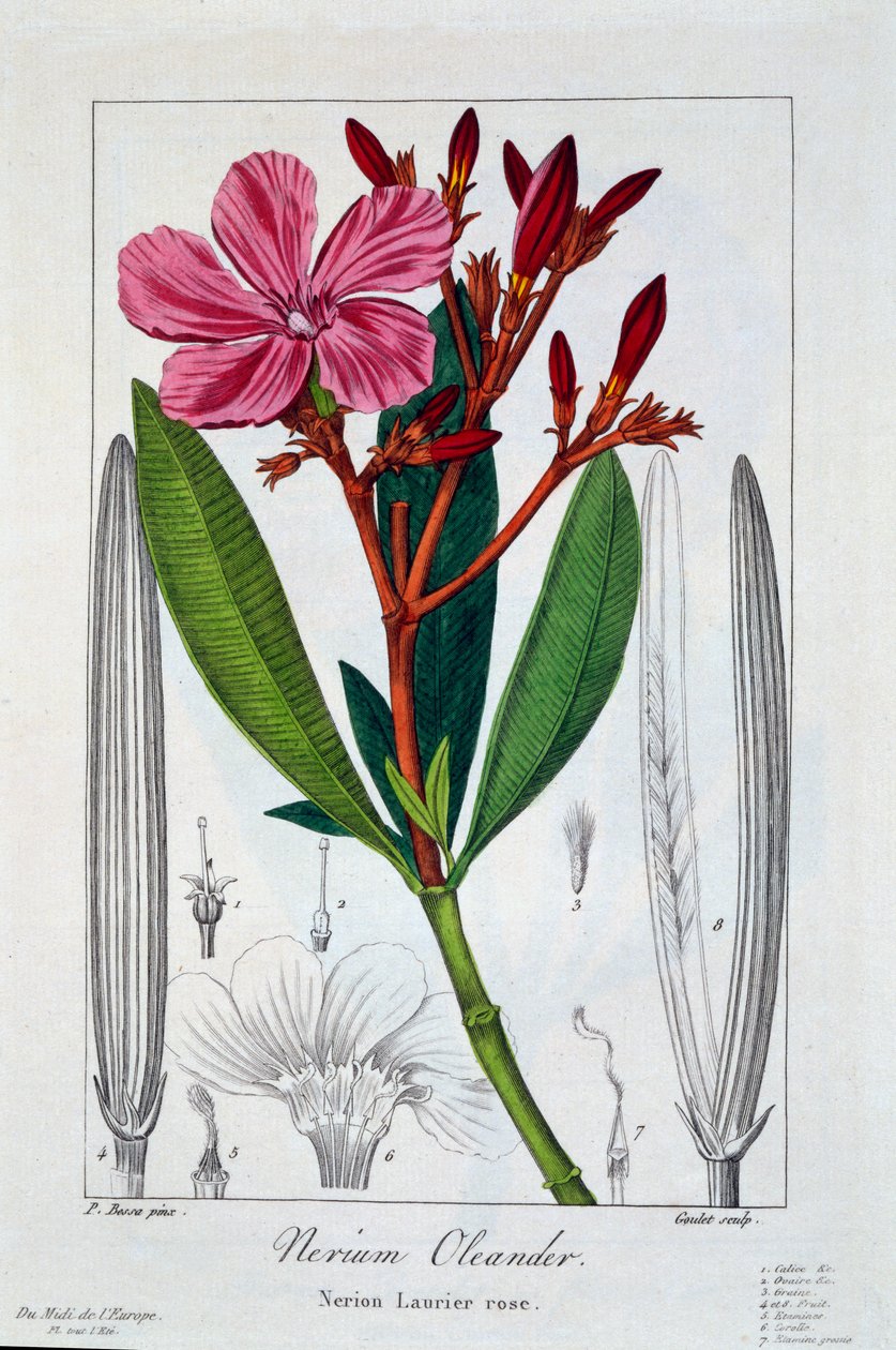 Nerium oleander, 1836 da Pancrace Bessa
