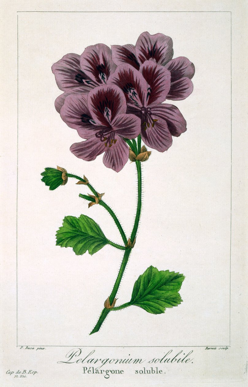 Pelargonium, 1836 da Pancrace Bessa