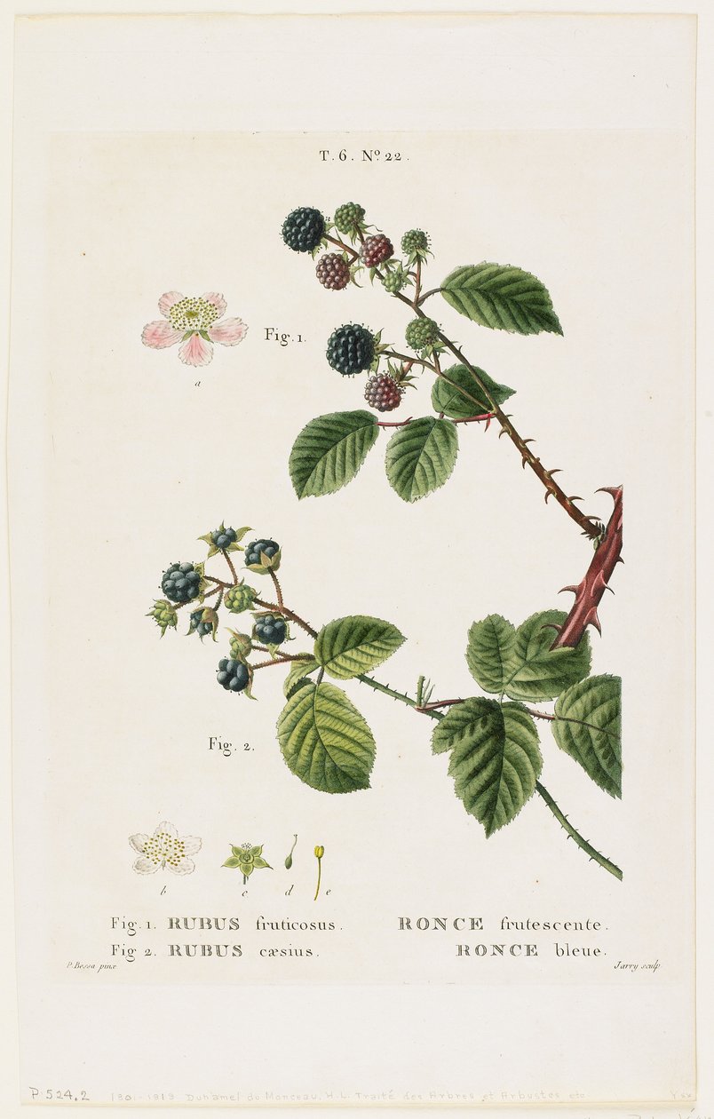 Ronce frutescente. Ronce bleue, da Traites des Arbres et Fruitiers, 1801-19 da Pancrace Bessa