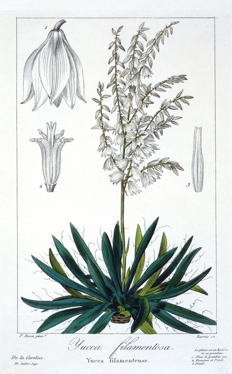 Yucca filamentosa, 1836 da Pancrace Bessa