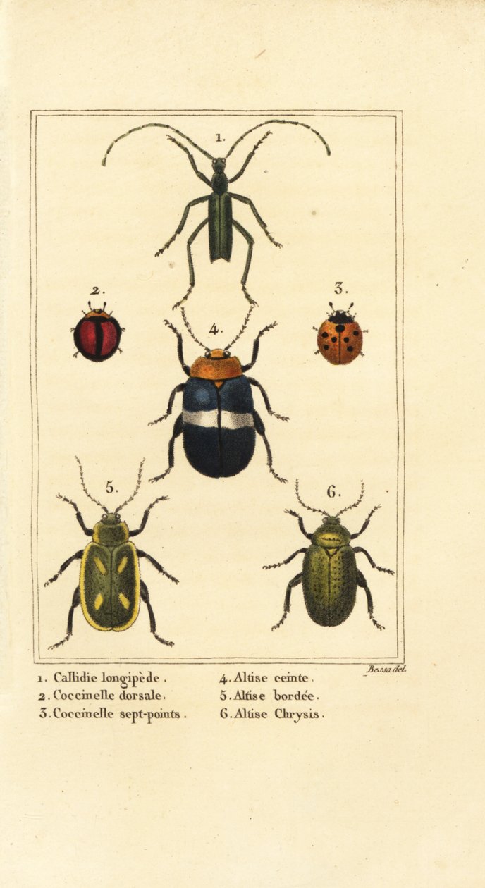 Callidium longipes 1, coccinelle, Jauravia dorsalis 2, Coccinella septempunctata 3, coleotteri delle pulci, Altica cincta 4, Altica emarginata 5, e Altica chrysis 6 da Pancrace (after) Bessa