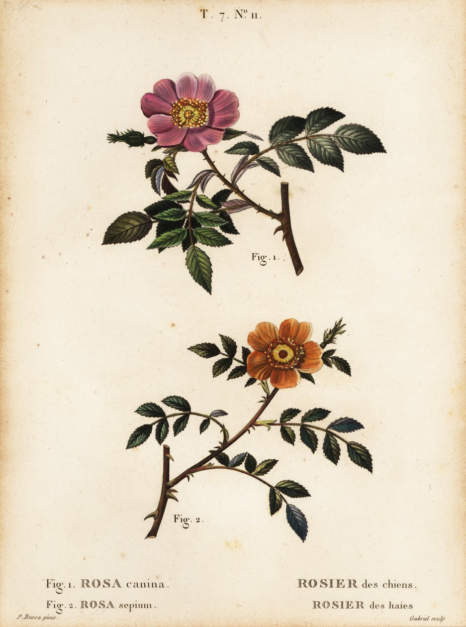 Rosa canina, Rosa canina, Rosier des chiens 1, e rosa selvatica a foglie piccole, Rosa sepium, Rosa agrestis, Rosier des haies 2 da Pancrace (after) Bessa