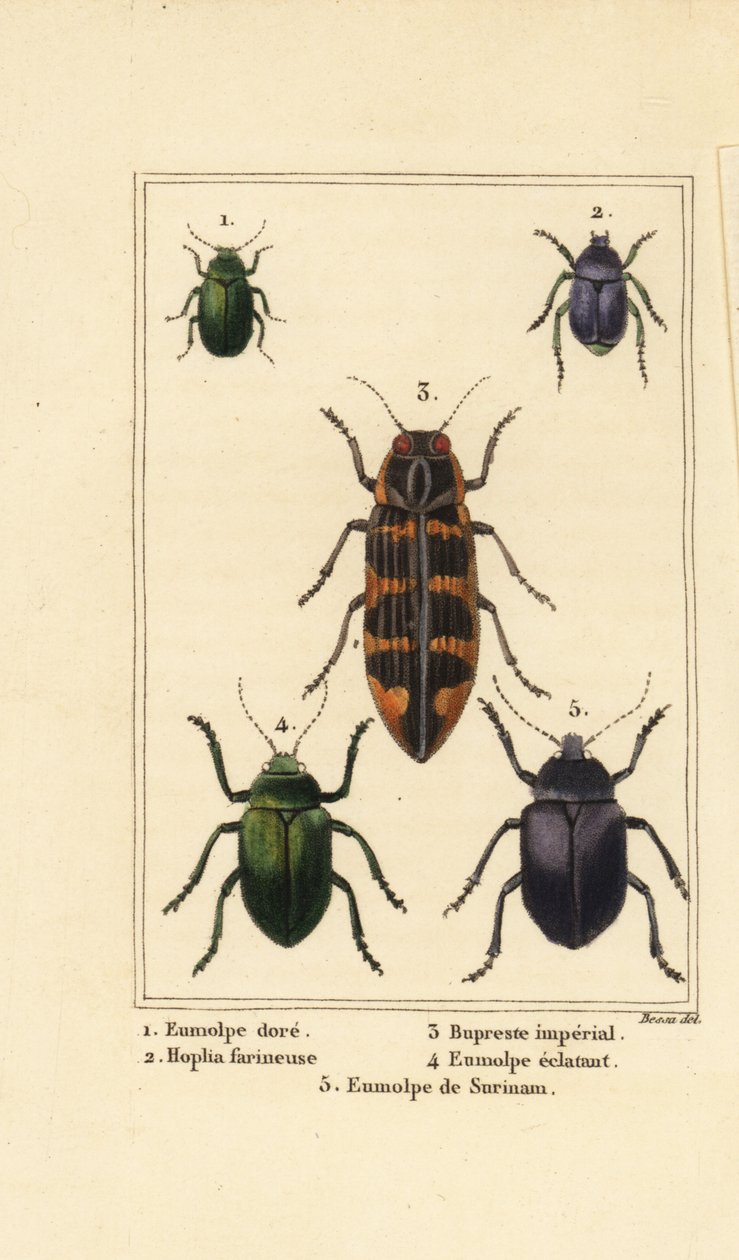 Coleottero Dogbane, Chrysochus auratus 1, Hoplia argentea 2, coleottero gioiello banksia, Cyrioides imperialis 3, Eumolpus fulgidus 4, e Eumolpus surinamensis 5 da Pancrace (after) Bessa