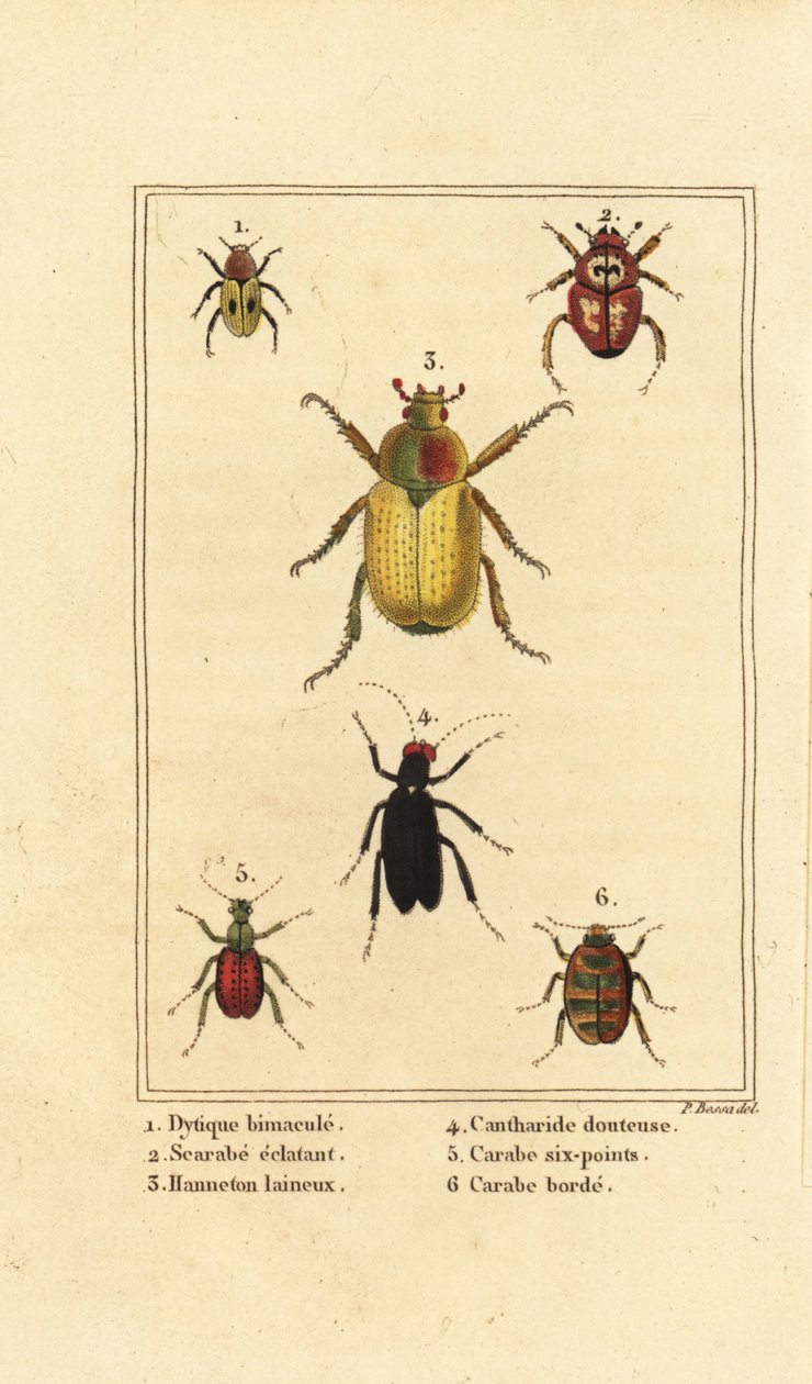 Dytiscus bimaculatus, scarabeo, maggiolino, Cantharis, Carabus sexpunciatus, Omophron limbatum da Pancrace (after) Bessa