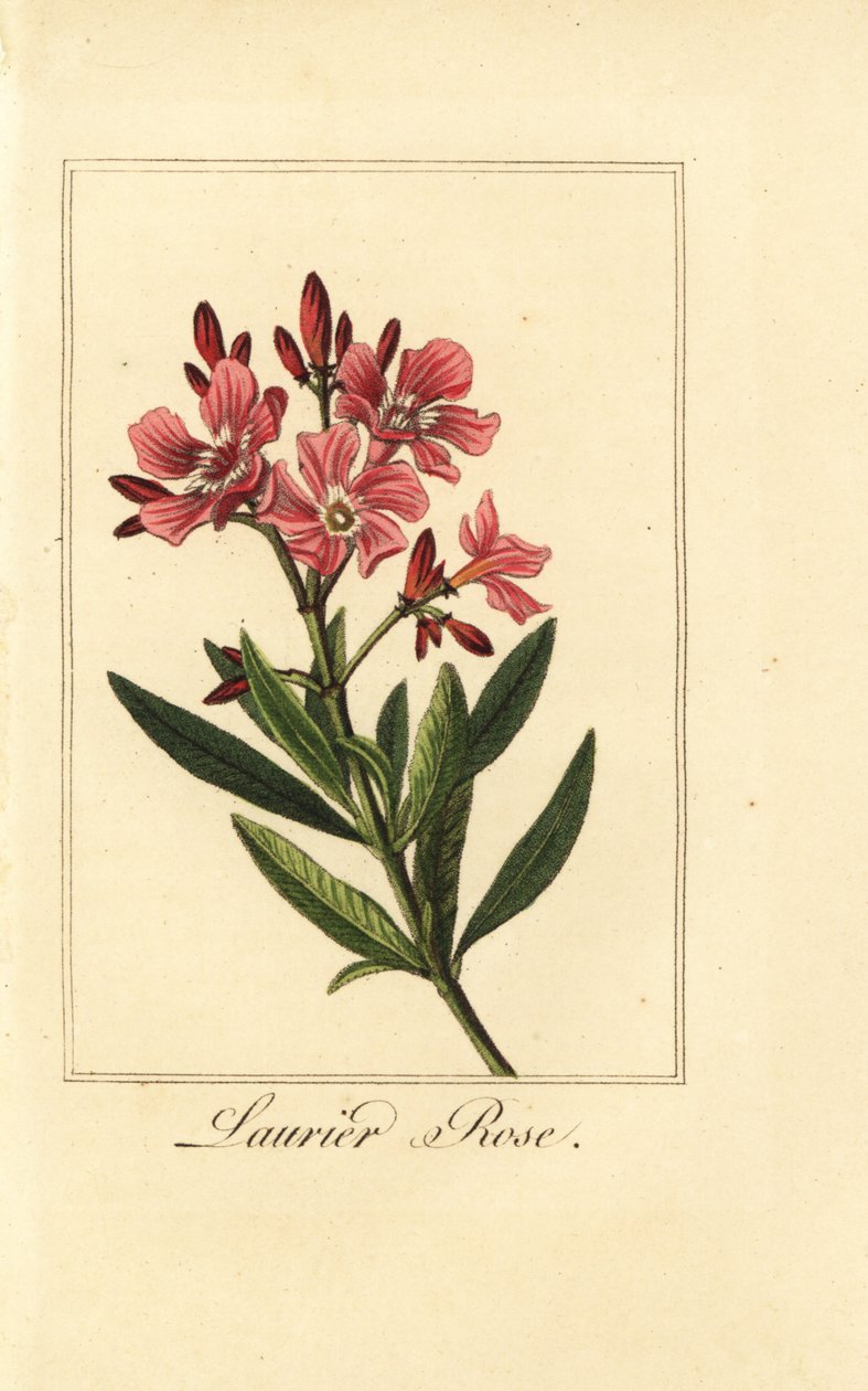 Oleandro, Laurier-rose, Nerium oleander da Pancrace (after) Bessa