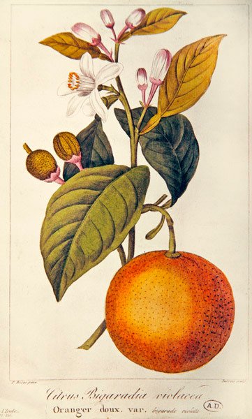 Arancia, inciso da Barois, c.1820 da Pancrace (after) Bessa