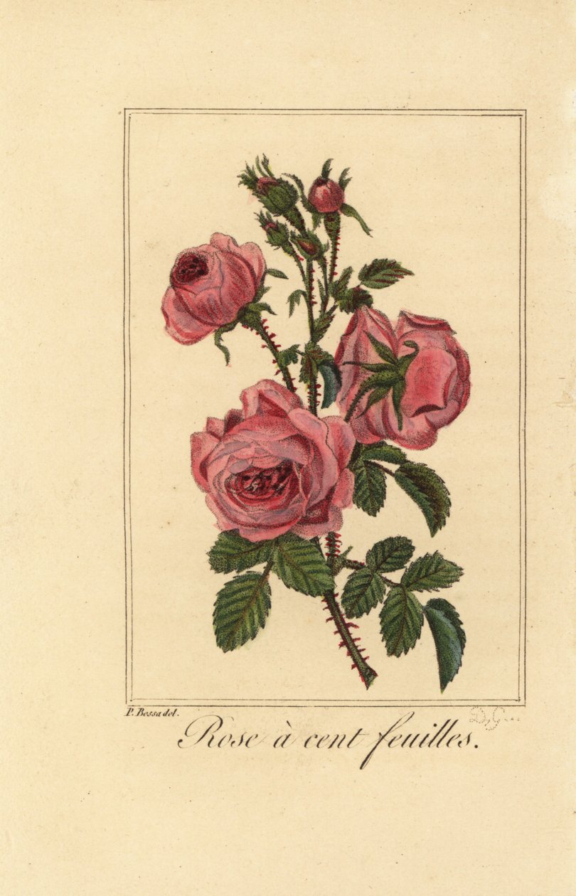 Rosa di Provenza o rosa cavolo, Rosa a cent feuilles, Rosa centifolia da Pancrace (after) Bessa
