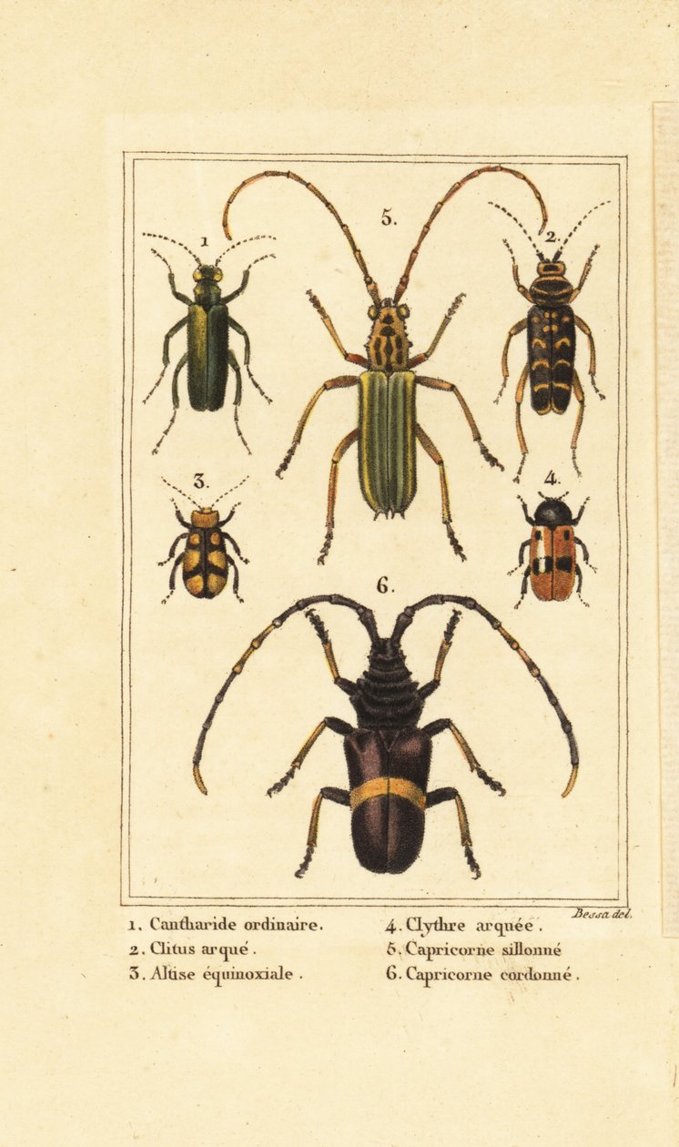 Coleottero spagnolo, Lytta vesicatoria 1, coleottero vespa, Clytus arietis 2, Altica equinoctialis 3, Clytra quadripunctata 4, coleotteri longhorn, Chlorida festiva 5 e Trachyderes succinctus 6 da Pancrace (after) Bessa