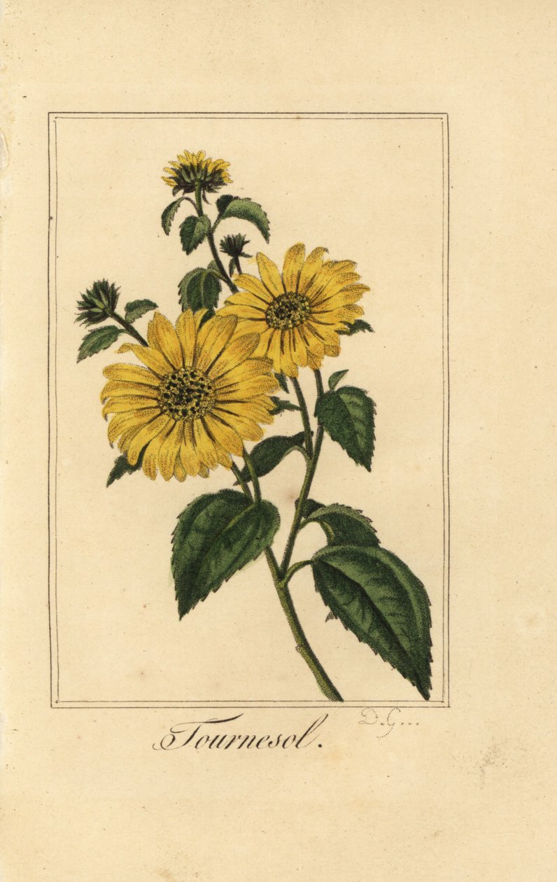 Girasole, tournesol, Helianthus annuus da Pancrace (after) Bessa