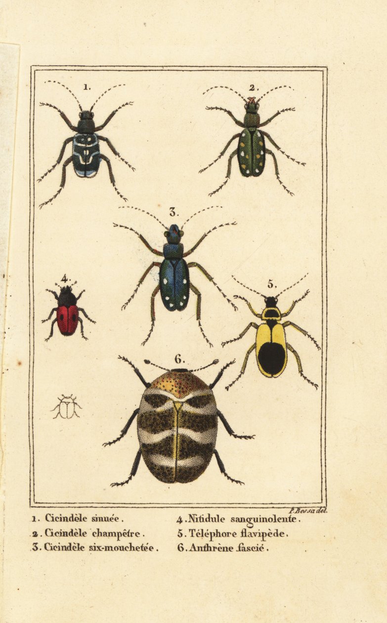 Cicindele, Cicindela sinuata 1, Cicindela campestris 2, Cicindela sexguttata 3, Nitidula sanguinolenta 4, variegato tappeto di coleotteri, Telephore flavipede 5, Anthrenus verbasci 6 da Pancrace (after) Bessa