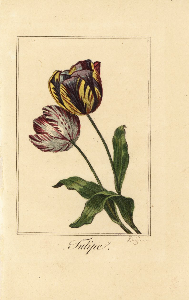 Varietà di tulipano, Tulipa gesneriana da Pancrace (after) Bessa