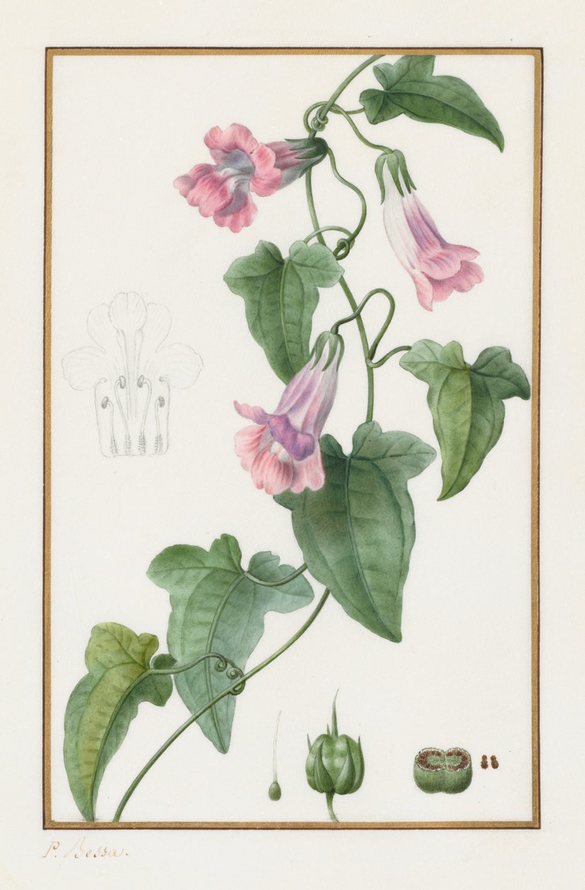 (Botanico: Maurandia semperflorens) da Pancrace Bessa