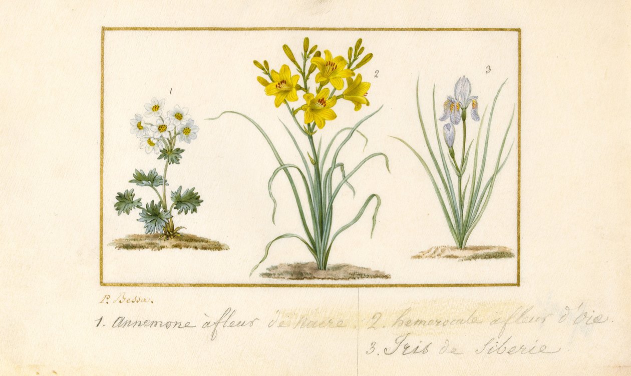 Anemone, Hemerocale e Iris da Pancrace Bessa