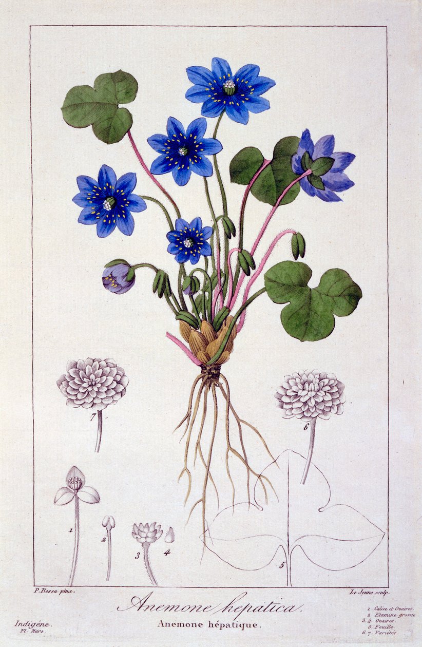 Hepatica nobilis, 1836 da Pancrace Bessa