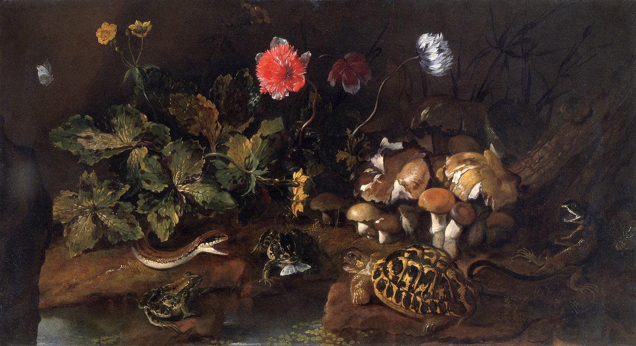 Natura morta con serpente, rane, tartaruga e lucertola, 1656-1673 da Paolo Porpora