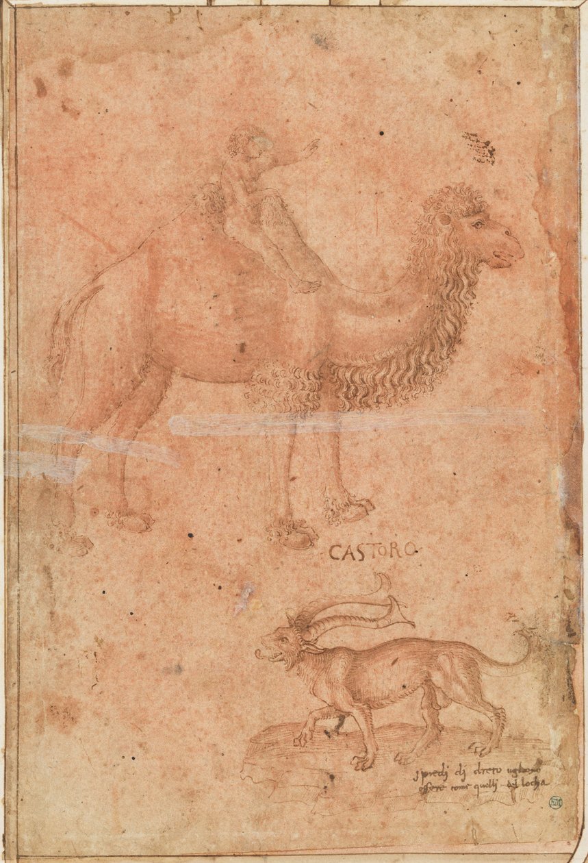 Ein Kamel mit einem reitenden Kind. Darunter ein fabelhaftes Tier (Castoro) da Paolo Uccello