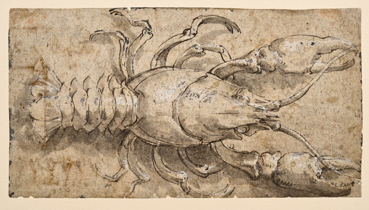 Gambero (recto) da Parmigianino