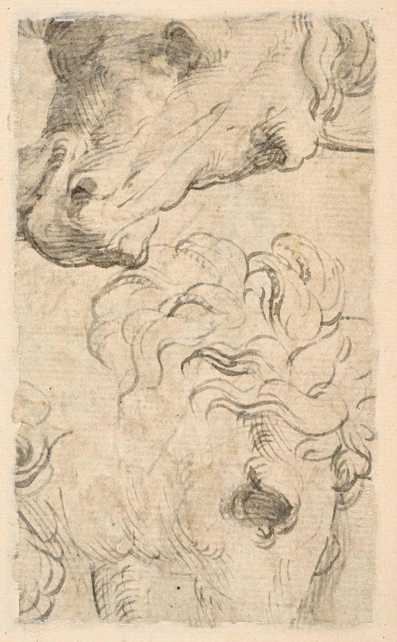 Due studi di teste di cavalli (frammento) da Parmigianino