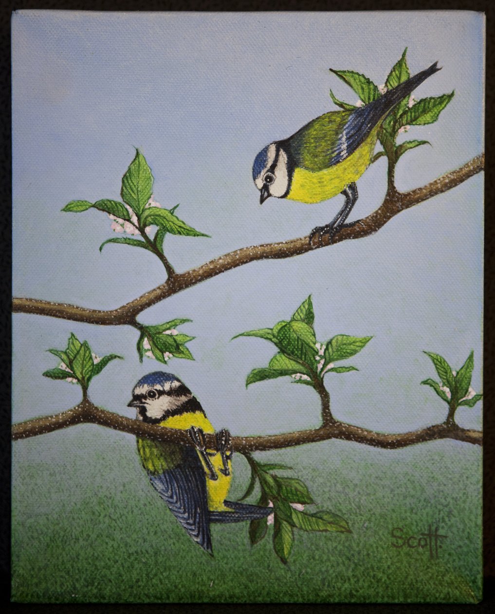 Bluetits, 2016 da Pat Scott