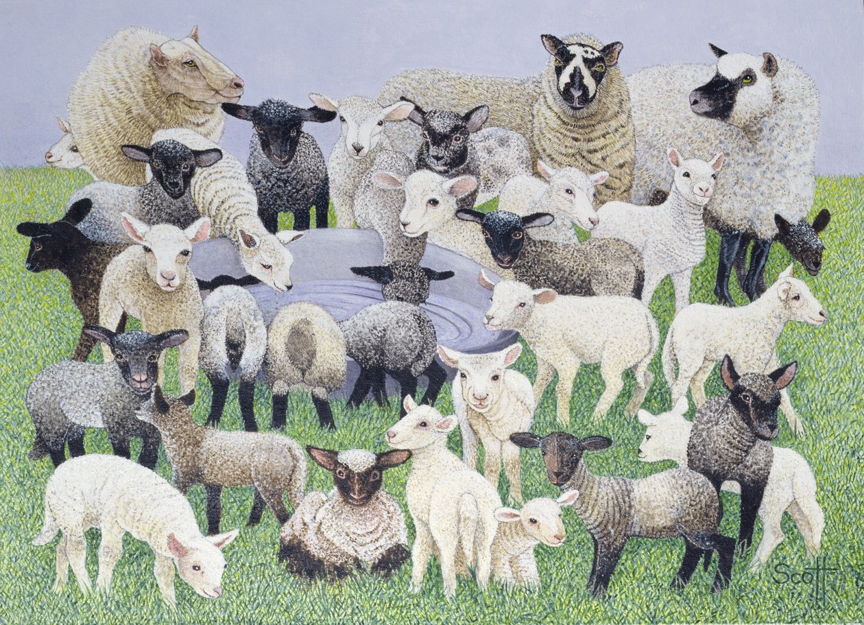 Feeling Sheepish (olio su tela) da Pat Scott