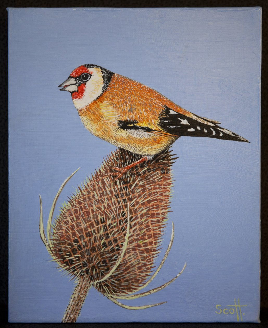 Cardellino, 2016 da Pat Scott
