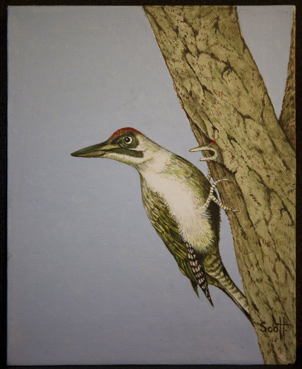 Picchio verde, 2016 da Pat Scott