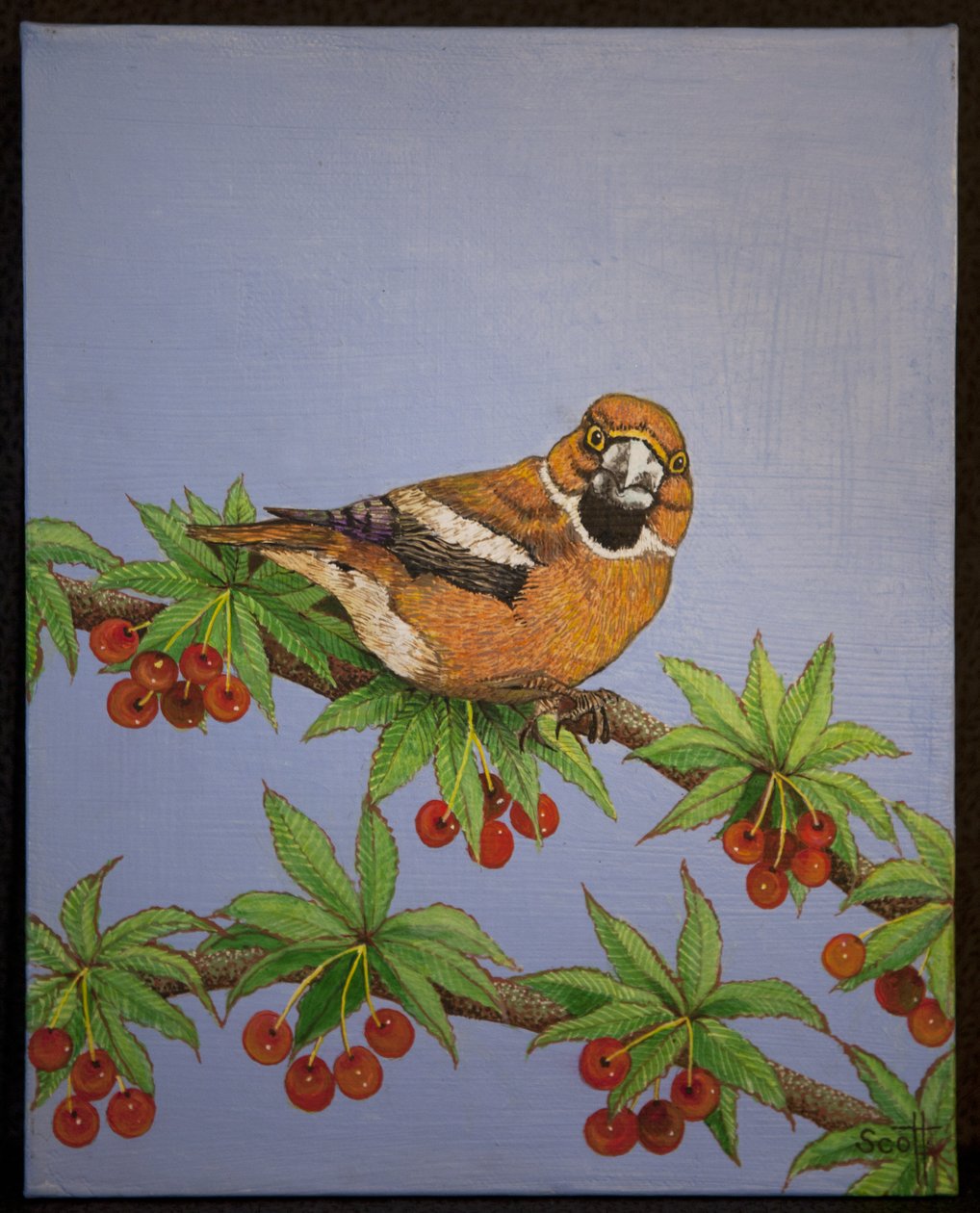 Frosone, 2016 da Pat Scott