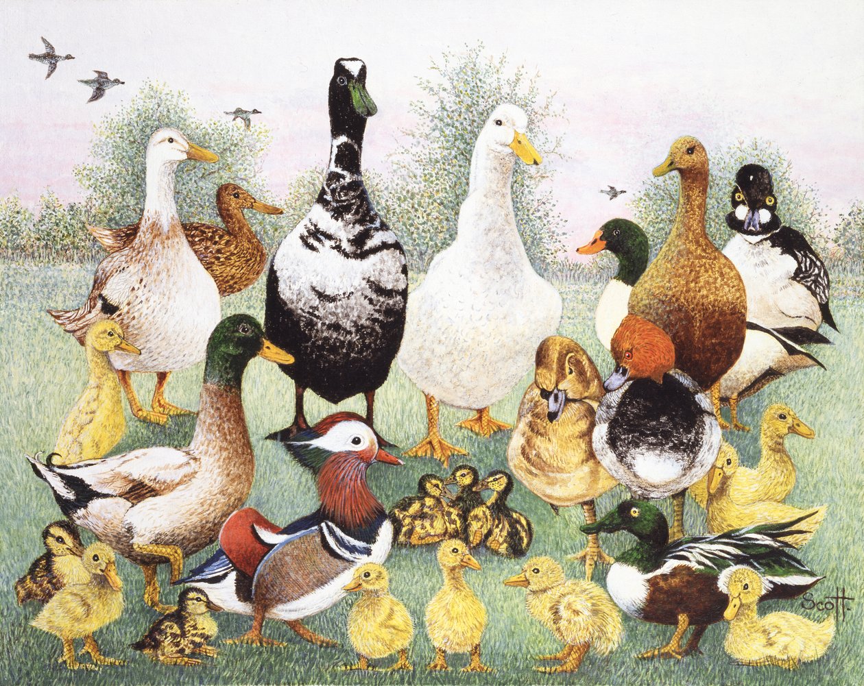 Hello Ducks da Pat Scott