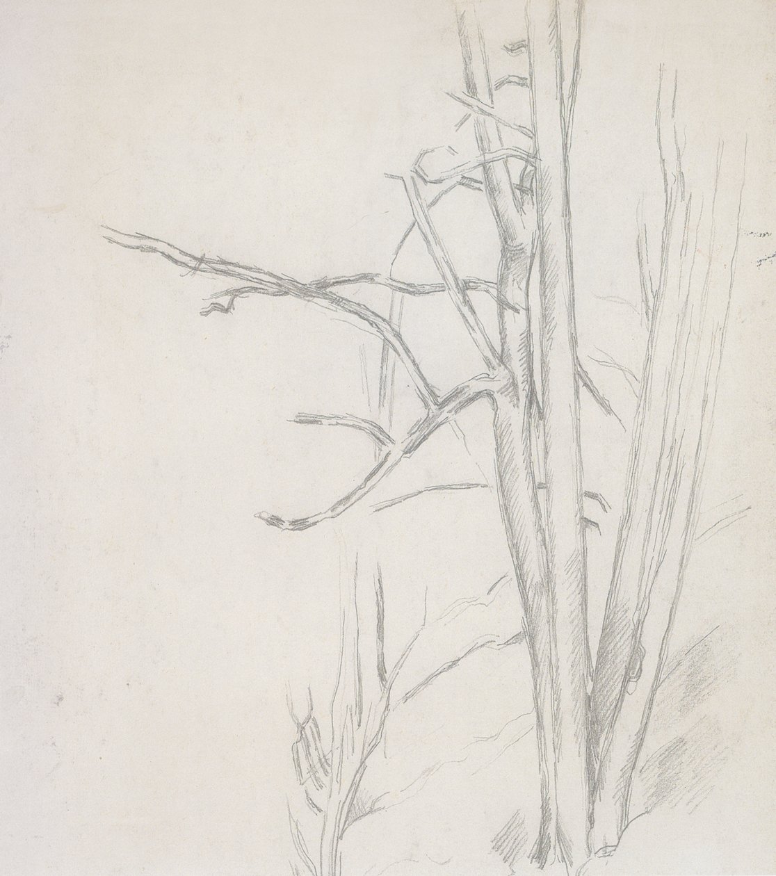 Studio di albero da Paul Cézanne